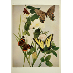 Butterfly Plate XLIII