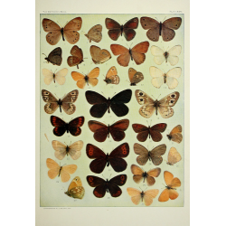 Butterfly Plate XXV