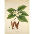 Dipterocarpus Turbinatus