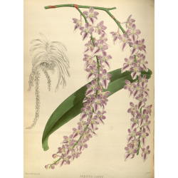 Aerides Lobb Orchid