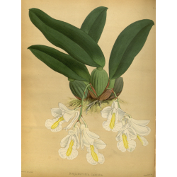 Burlingtonia Candida Orchid