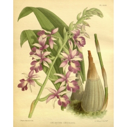 Calnthe Oweniana Orchid