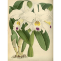 Cattley Morganae Orchid