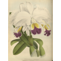 Vintage Orchid Prints