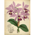 Cattleya Superba Splendens Orchid