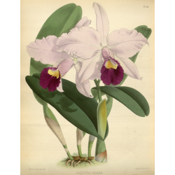 Cattleya Triane Orchid