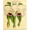 Cattleya Triane Reeginze Orchid