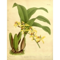 Ccelogyne Lentiginosa Orchid