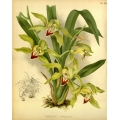 Cymbidium Lowianum Orchid