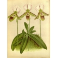 Cymbidium Niobe Orchid