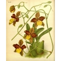 Cymbidium Pendulum Orchid