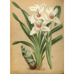 Cymbidium Stone Orchid