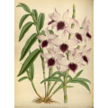 Dendrbium Ainsworthu Roseum Orchid