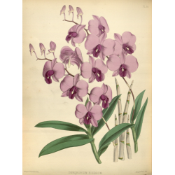 Dendrobium Bigibbum Orchid