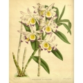 Dendrobium Crystallinum Orchid