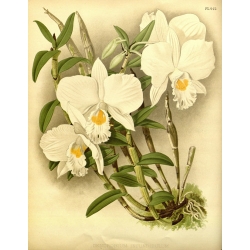Dendrobium Infundibulum Orchid