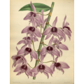 Dendrobium Macrophyllum Orchid