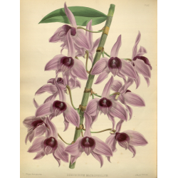 Dendrobium Macrophyllum Orchid