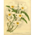 Dendrobium wardianum Album Orchid