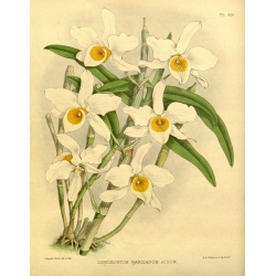 Dendrobium wardianum Album Orchid