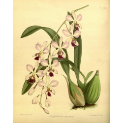 Epidndrum Amabile Orchid