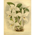 Laelia Anceps Schroderiana Orchid