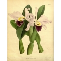 Laelia Exoniensis  Orchid