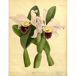 Laelia Exoniensis  Orchid
