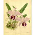 Laelia Praestans Orchid