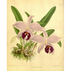 Laelia Praestans Orchid