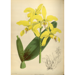 Laelia Xanthina Orchid