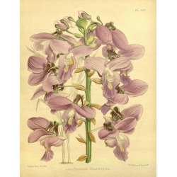 Lissochilus Giganteus Orchid