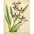 Miltonia Cuneata Orchid