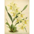 Odontoglossum Alexandre Flaveolum Orchid