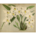 Odontoglossum Alexandre Orchid