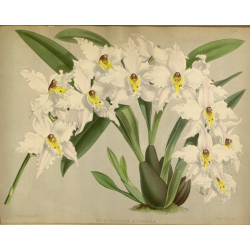 Odontoglossum Alexandre Orchid