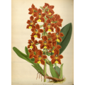 Odontoglossum Brevifolium Orchid