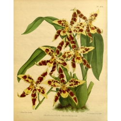 Odontoglossum Prionopetalum Orchid