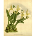 Odontoglossum Rossii Albens Orchid