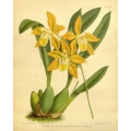 Odontoglossum Triumphans Aureum Orchid