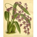 Odontoglossum Edward Orchid