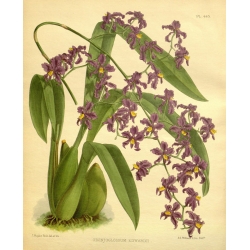 Odontoglossum Edward Orchid