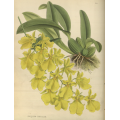 Oncidium Concolor  Orchid