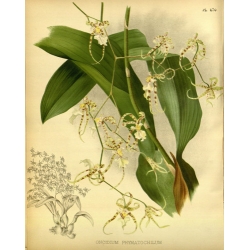 Oncidium Phymatochilum Orchid