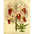 Phajus Cookson Orchid
