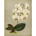 Phalenopsis Stuartiana Nobilis Orchid