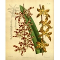 Renanthera Rohaniana Orchid