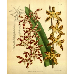Renanthera Rohaniana Orchid