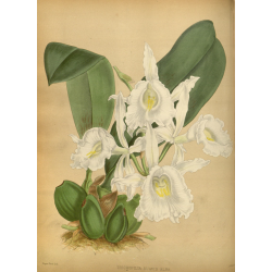 Trichopilia Suavis Alba Orchid