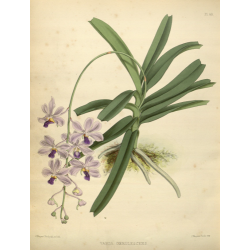 Vanda Cerulescens Orchid